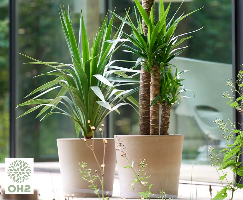 Bestaan Perceptie Anekdote 4 Yucca Palmen - Prachtige Exotische Kamerplanten! | VoordeelVanger.nl -  Dagelijks topaanbiedingen!