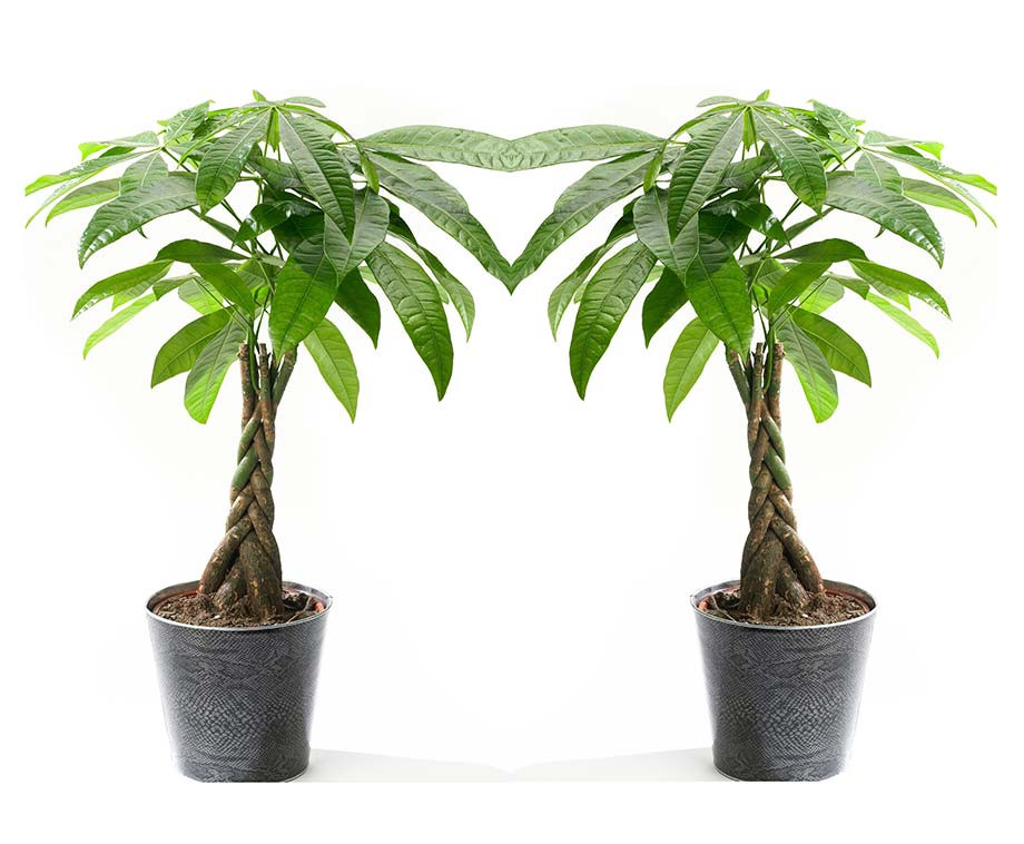 Set Van 2 Pachira Money Trees Mooie Grote Bladeren En Fijn