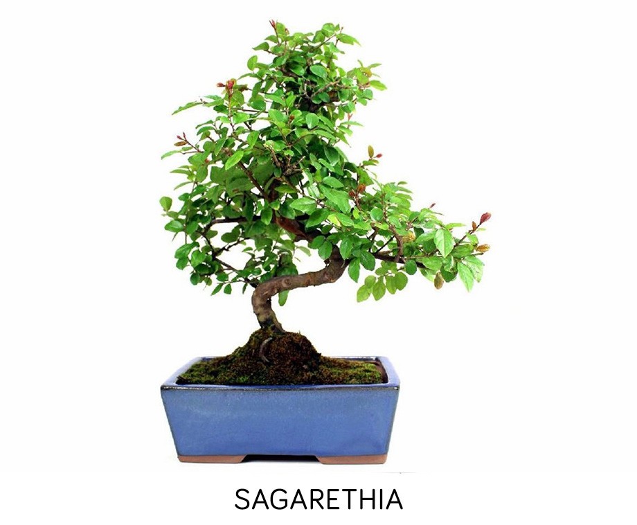 Bonsai Voor Binnen Bonsai onnatuurlijk? Maar dat is een bloemstuk