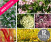 12 Tuinplanten - Mega Pakket Voor Meer Kleur In De Tuin!