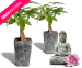 2 Geldboompjes Met Gevlochten Stam - Optioneel Met Keramiek Buddha Pot!