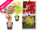 2 Grote Japanse Esdoorns In Verschillende Kleuren - Geef Tuin & Terras Een Oosterse Sfeer!