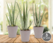 Set Van 3 Aloë Vera Planten In Sierpotten!