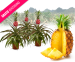 2 Ananasplanten - Geef De Kamer Een Uniek Exotisch Tintje!