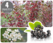 Aronia Bessenplanten In Verschillende Pakketten - Oogst Je Eigen Superfood Bessen!