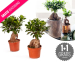 Ficus Ginseng Bonsai Boompjes - 1+1 GRATIS!