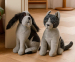 Deurstopper Hond of Kat - Nooit Meer Dichtslaande Deuren!