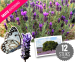 12 Franse Vlinder Lavendel Planten - Maak Van De Tuin Een Heerlijk Ruikende Vlindertuin!