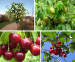 Kersenbomen En Perenbomen - Geeft Dit Jaar Al Fruit!