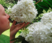 6, 12 Of 24 Witte Pluimhortensia’s - Eenvoudig Te Snoeien En Winterhard!