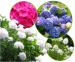 6- of 12 Witte, Blauwe Of Roze Hortensia's - Gratis Verzending!