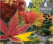 Japanse Esdoorns In Verschillende Paketten - Geef Tuin Of Terras Een Oosterse Sfeer!