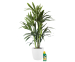 Kentia Kamerpalm Met Pokon Plantenvoeding 250ml - Inclusief GRATIS Sierpot!