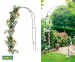 Kinzo Rozenboog - Een Eyecatcher In Iedere Tuin!