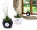 Unieke Mikado Gold Plant - Met Witte Of Zwarte Klokpot!
