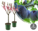 Twee Pruimenbomen Voor Tuin Of Balkon - Geeft Dit Jaar Al Veel Fruit!