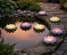 Solar Lotus 3+3 GRATIS - Sfeervolle Verlichting Voor Op Het Water!