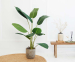Strelitzia Kunstplant - Een Echte Eyecatcher In Huis!