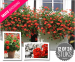 Vuurrode Tiroler Hanggeraniums - Keuze Uit 12 Of 24 Stuks!