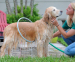 Woof Washer 360 Graden Hondensproeier - Snel En Makkelijk Wassen!