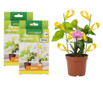Insectenvanger Tegen Fruitvliegjes, Rouwvliegjes En Meer - Vandaag 24+24 GRATIS!