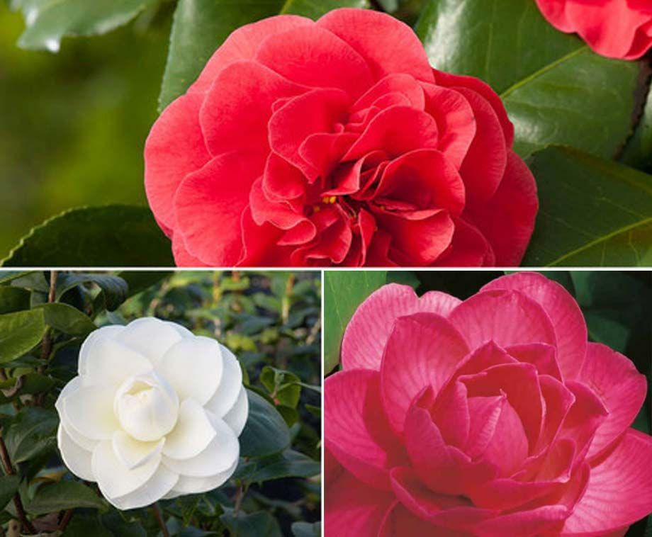 Set Van 3 Of 6 Camellia Japanse Roos - Groenblijvende Struiken Met Prachtig ...