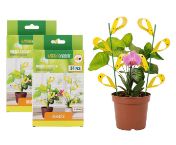 Insectenvanger Tegen Fruitvliegjes, Rouwvliegjes En Meer - Vandaag 24+24 GRATIS!