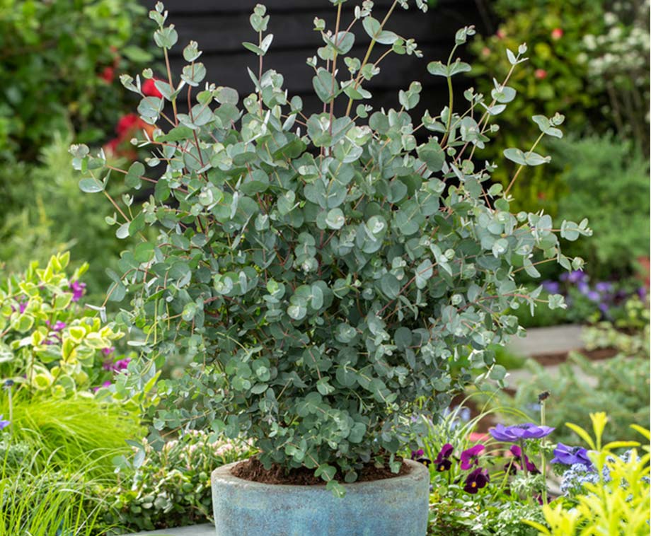 Eucalyptus Gunnii ‘Azura’ Op Stam Unieke Plant Die Weinig Onderhoudt