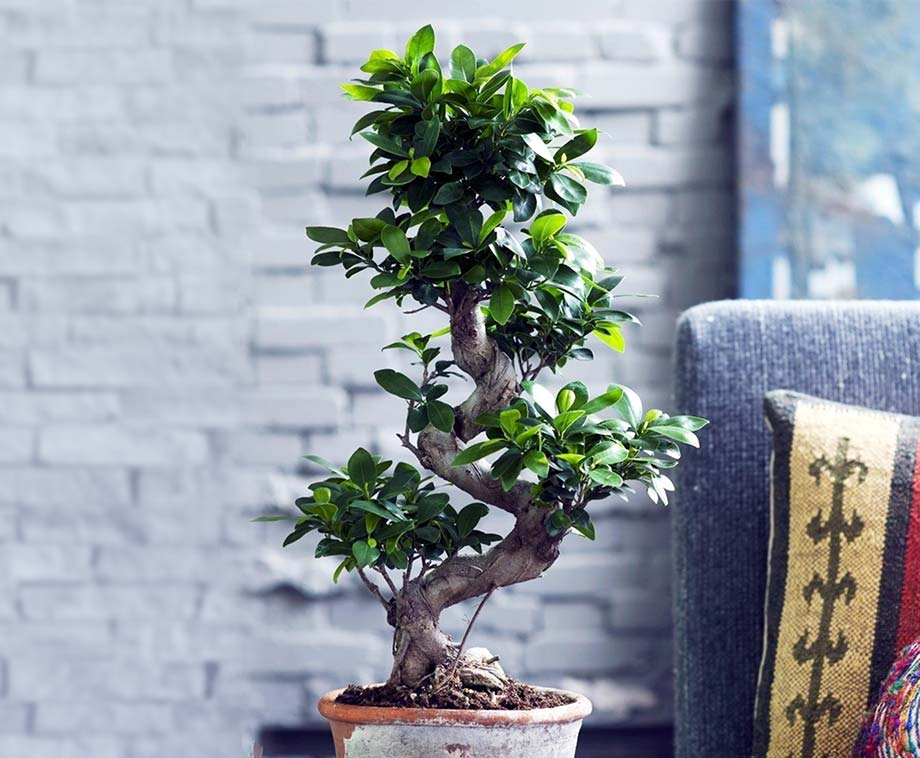 XXL Japanse Bonsai Boom 6080 cm Met Mooie S Vormige Stam