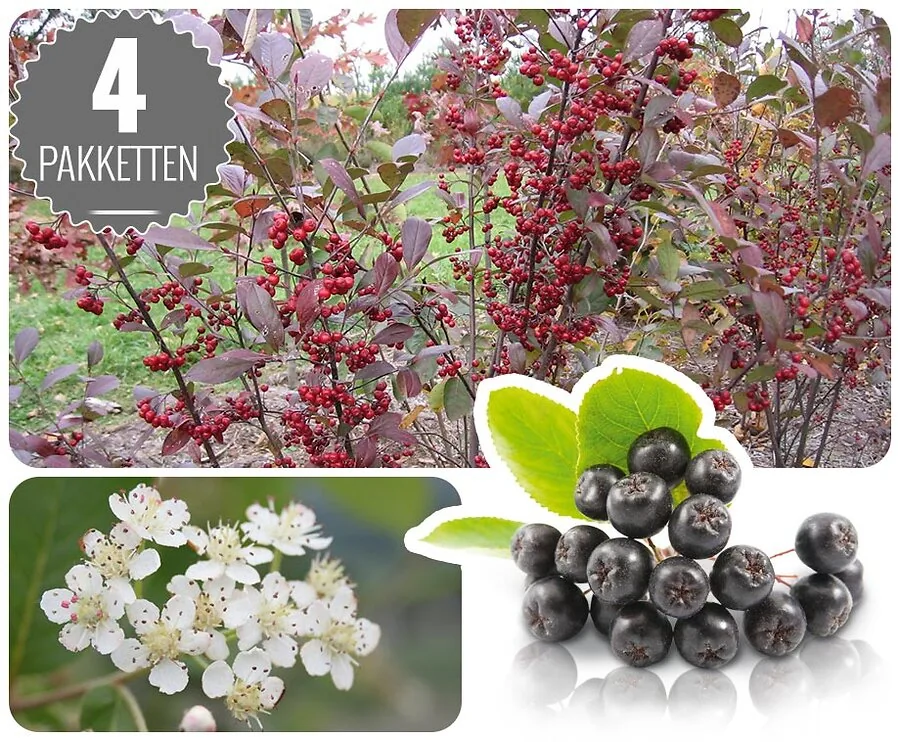 Aronia Bessenplanten In Verschillende Pakketten - Oogst Je Eigen Superfood Bessen!