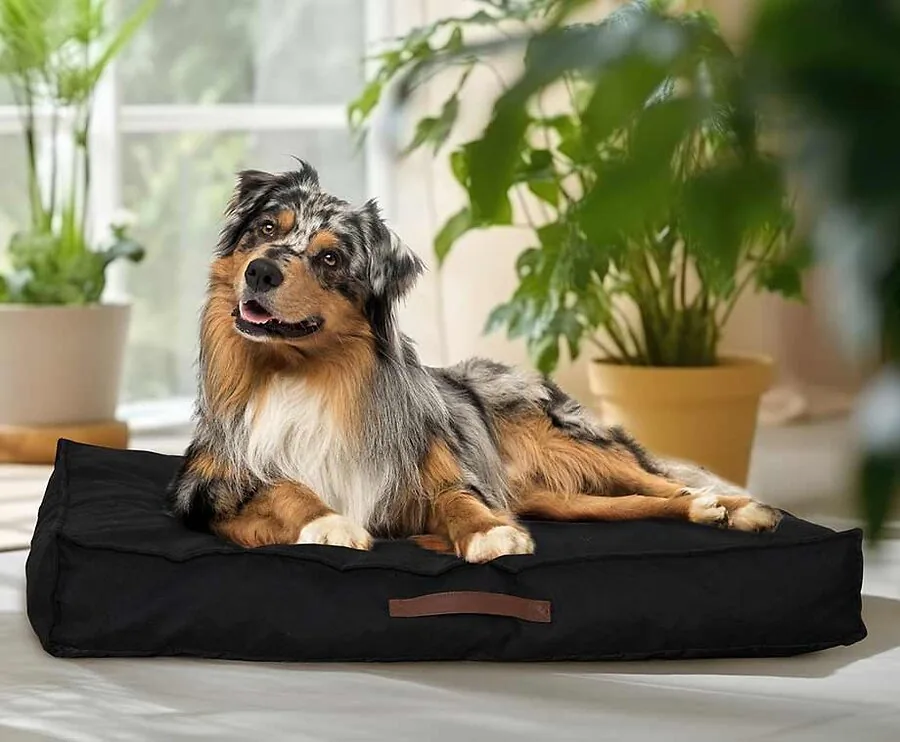 Hondenkussen - De Ultieme Loungeplek Voor Je Huisdieren!