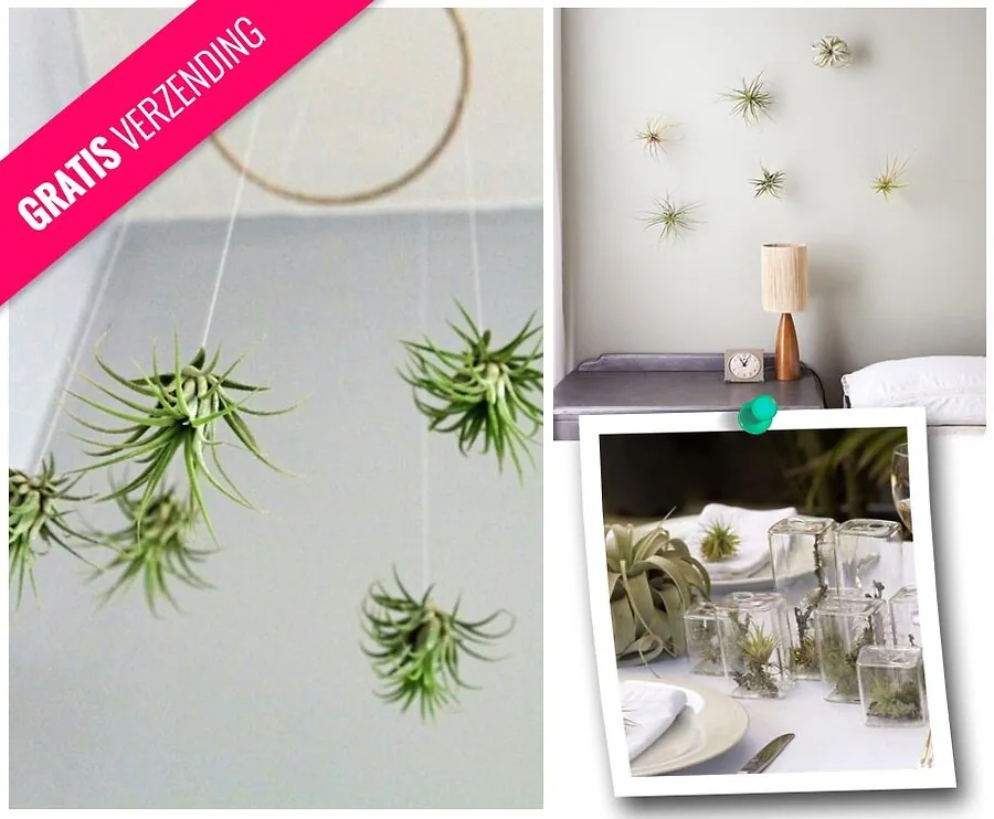 Tillandsia Planten Die Leven Van De Lucht - Verschillende Opties Mogelijk!