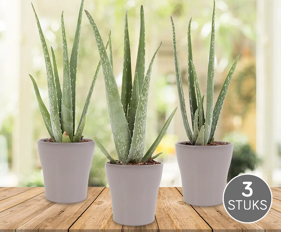 Set Van 3 Aloë Vera Planten In Sierpotten!