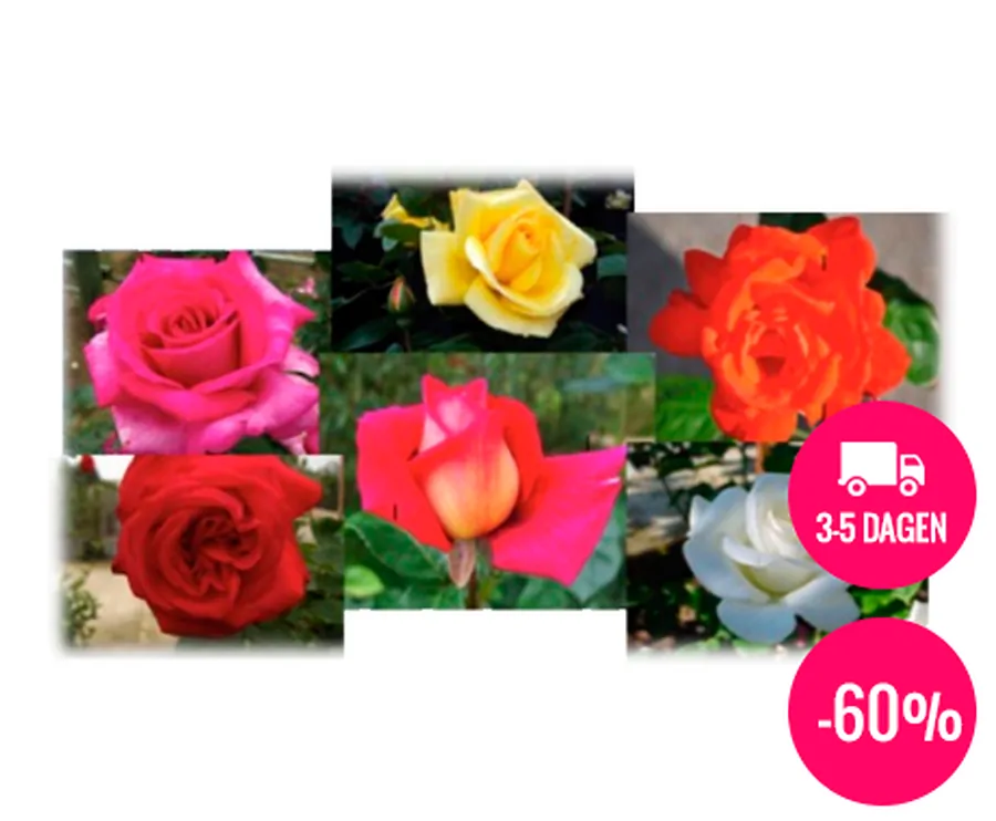 Set van 3 Mini Stam Rozen