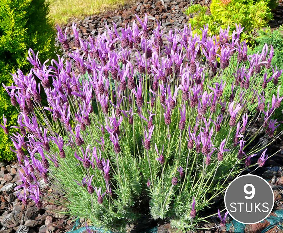 9 Stuks Vlinderlavendel - Geurt Heerlijk En Trekt Vlinders Aan!